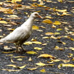 CURTAS E VENENOSAS : VEREADOR POMBO SUJO