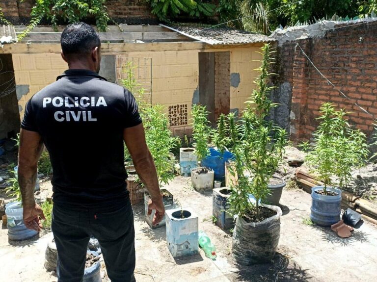 Polícia Civil descobre plantação de maconha no centro de Belmonte durante operação