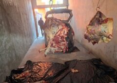 Polícia Civil desarticula quadrilha de furto e abate clandestino de gado em Belmonte e cidades vizinhas