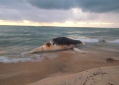 Jubarte à deriva: Carcaça de baleia encalha na Praia dos Pescadores após alerta de pescador em Arraial d’Ajuda